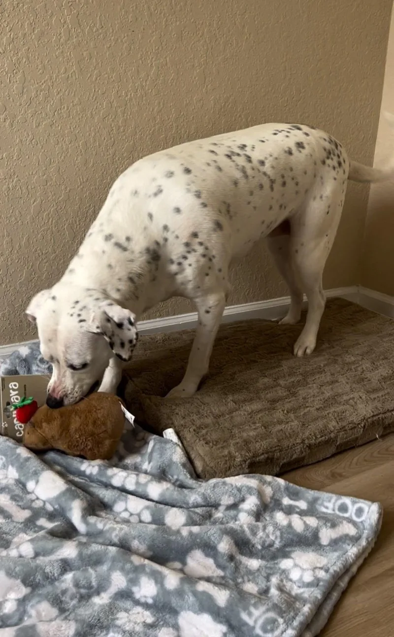 Dottie thumbnail 4