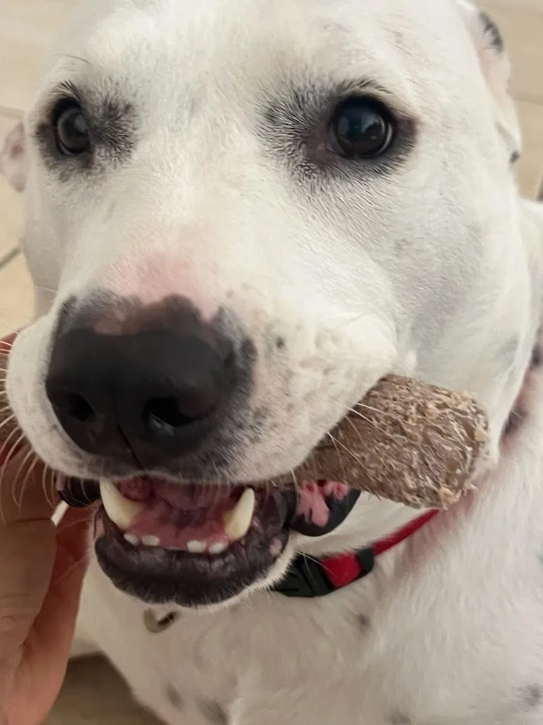 Dottie thumbnail 5