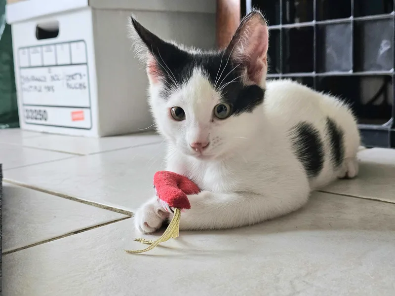 A baby small-sized male Black Domestic Short Hair cat named Flo for adoption in Long Island City, NY