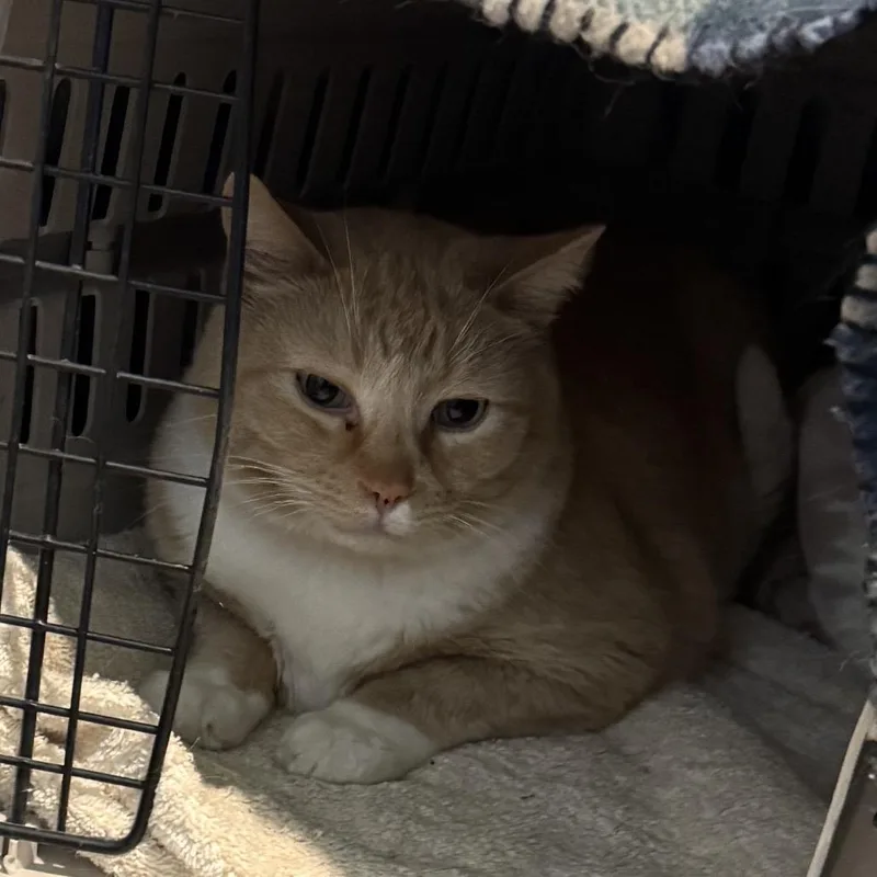An adult small-sized male Orange / Red Domestic Short Hair cat named Saito for adoption in Stagecoach, NV