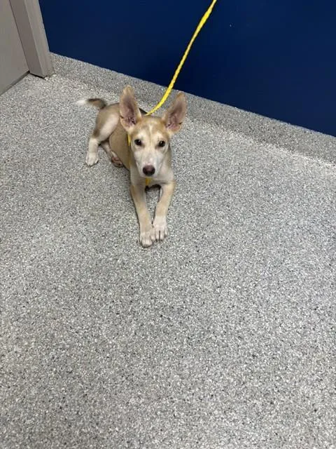 A baby small-sized female German Shepherd Dog dog named Sugar for adoption in Pasadena, TX