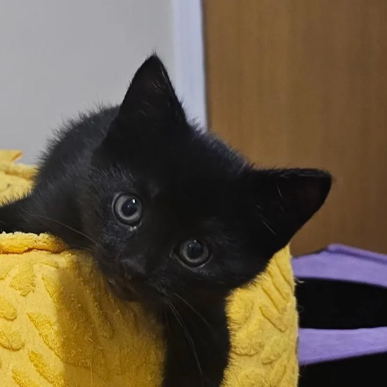 A baby small-sized male Black & White / Tuxedo Domestic Short Hair cat named Auckland for adoption in Pittsburgh, PA