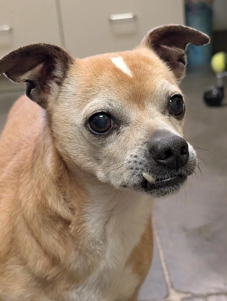 A senior small-sized male Chihuahua dog named Walter for adoption in Murphysboro, IL