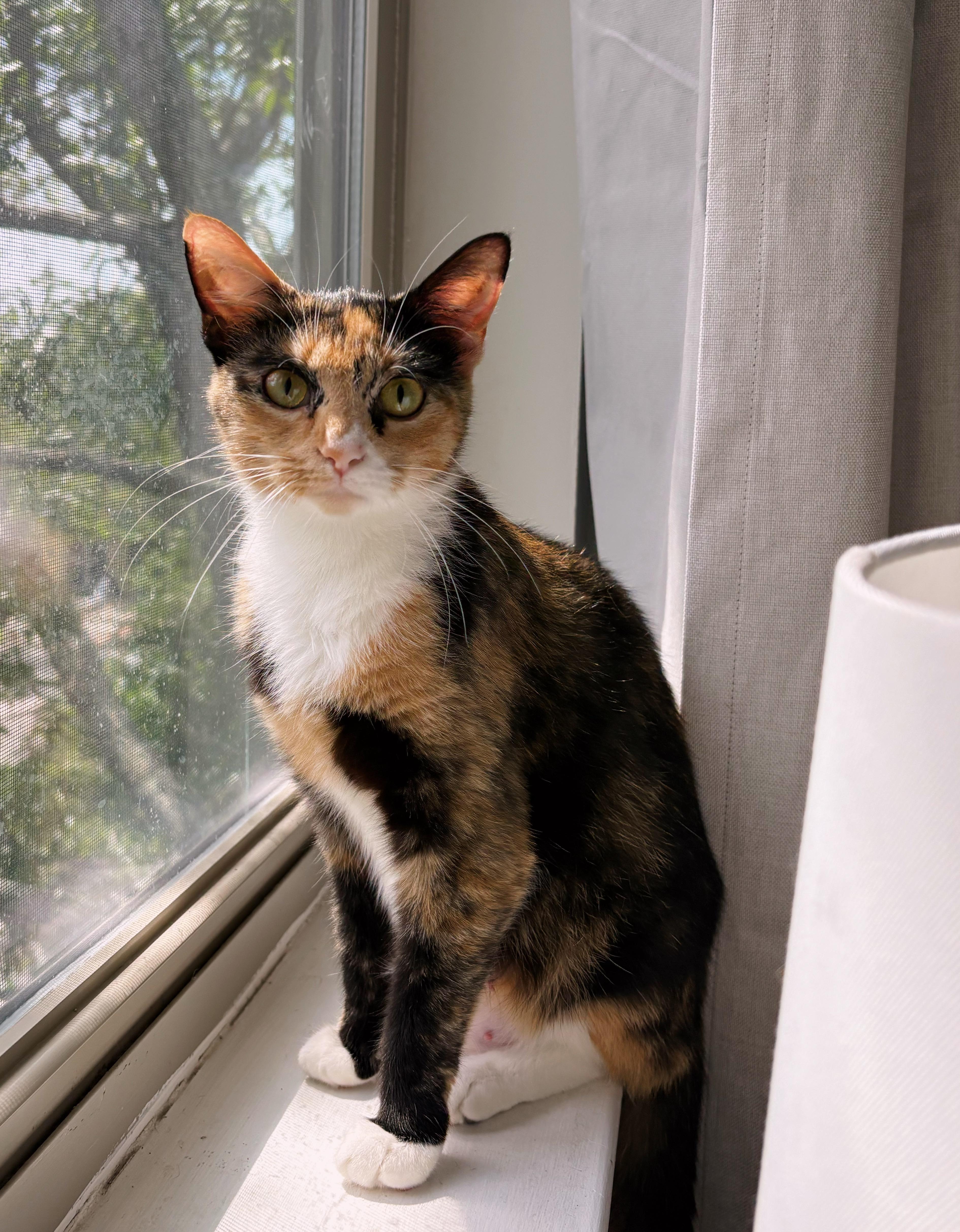 A young medium-sized female Domestic Short Hair cat named Muffin for adoption in Mount Pleasant, SC