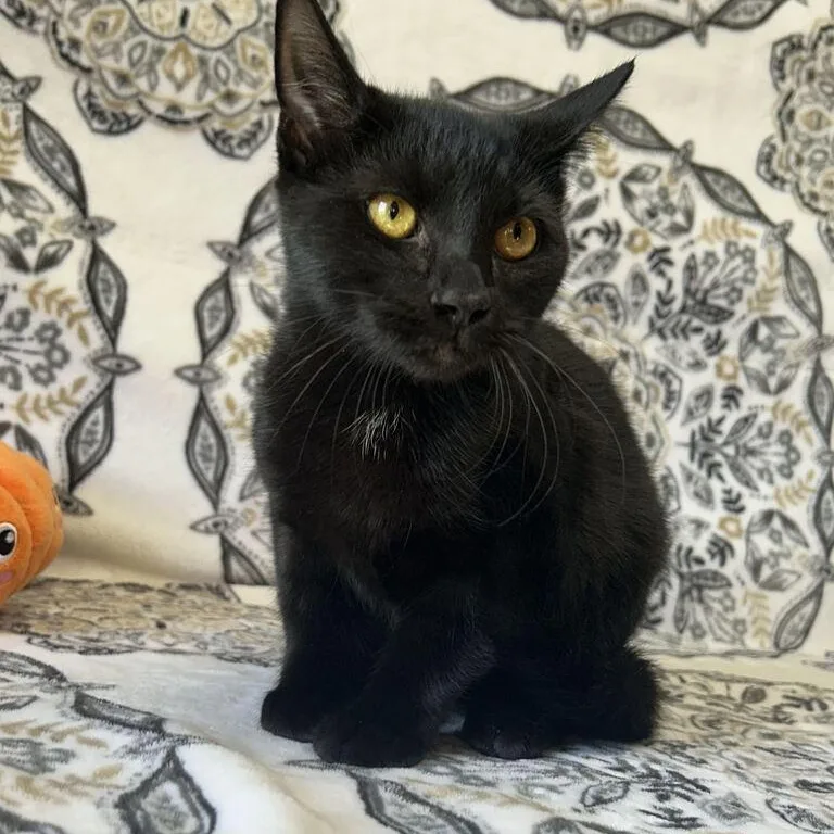 A young medium-sized female Black Domestic Short Hair cat named Nymeria for adoption in Valdosta, GA
