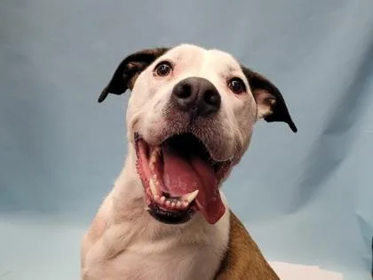 An adult large-sized male Boxer dog named Brewster for adoption in Golden Valley, MN