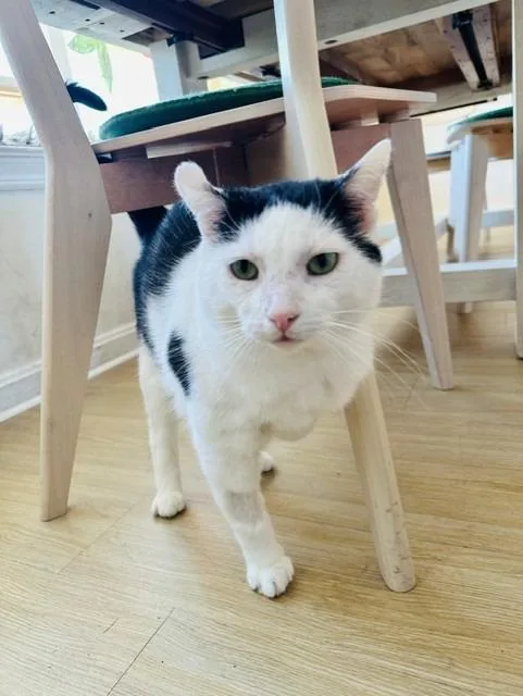 Zig