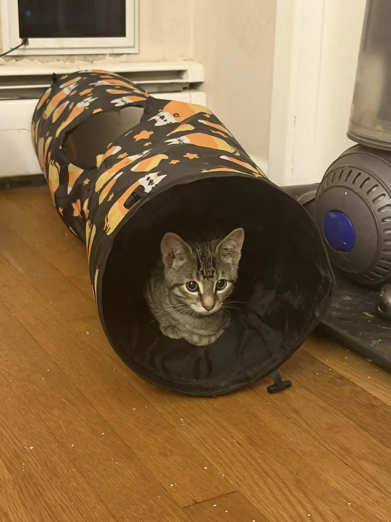 Loki