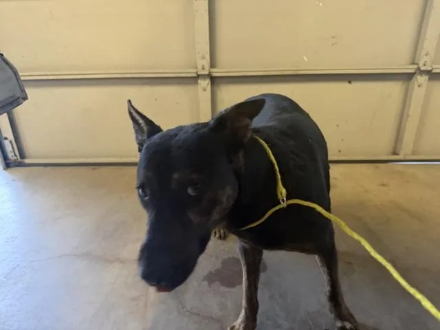 A young large-sized male Mixed Breed dog named Bucky for adoption in Dallas, TX