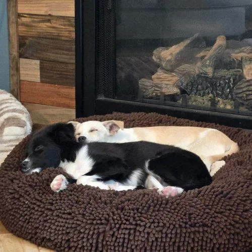 A baby small-sized male Black Border Collie dog named Kenny for adoption in Fishers, IN