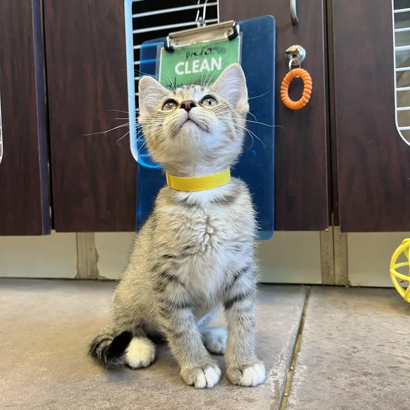 Lemon Cello thumbnail 2