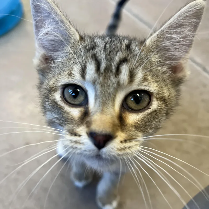 Lemon Cello thumbnail 3