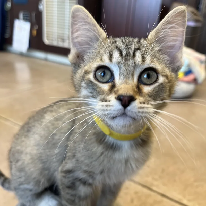 Lemon Cello thumbnail 4