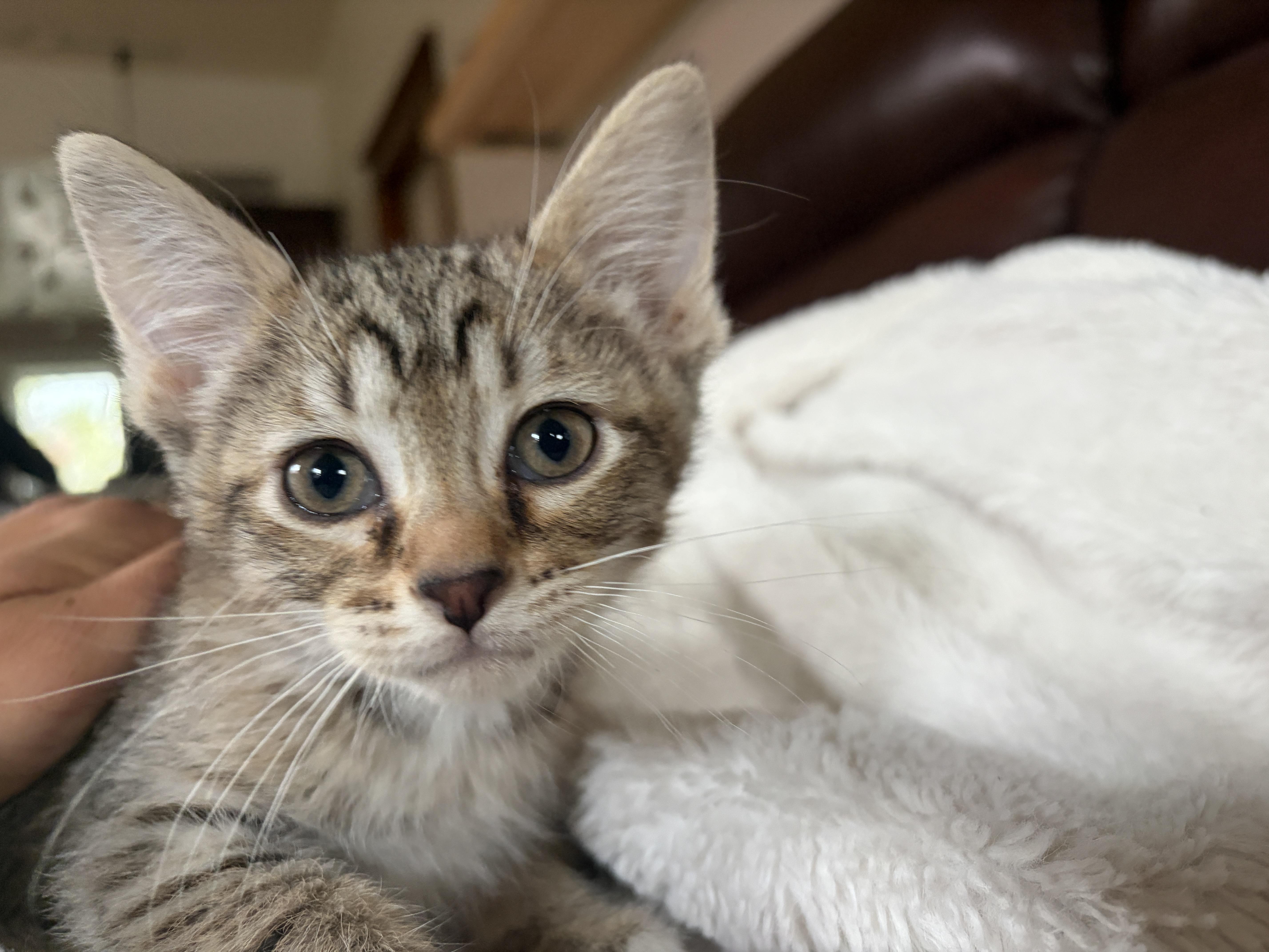 A baby medium-sized female Tabby (Buff / Tan / Fawn) Domestic Short Hair cat named Lemon Cello for adoption in Buena Vista, CO