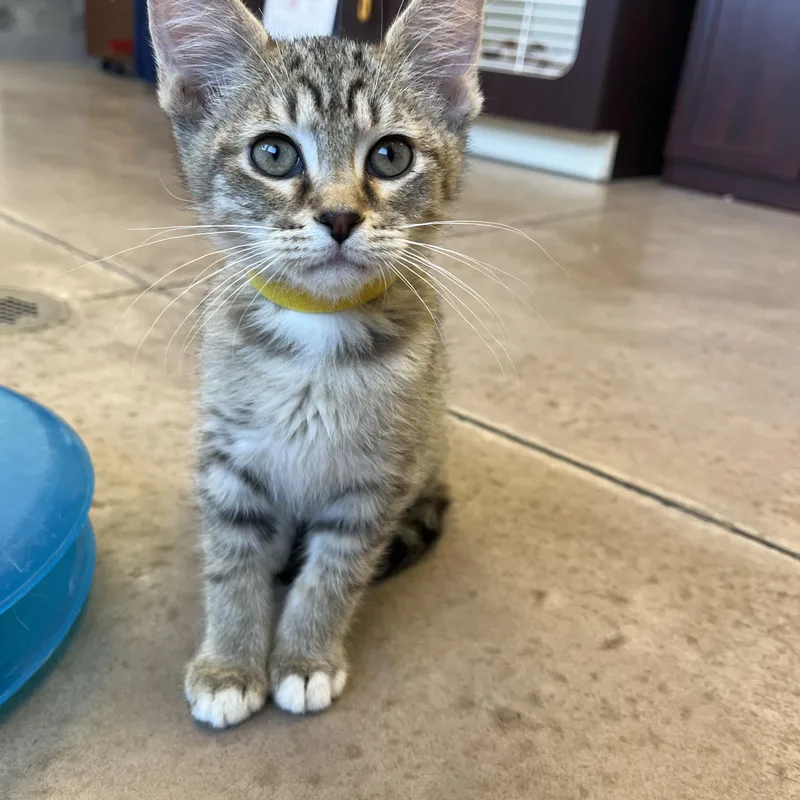 Lemon Cello thumbnail 5