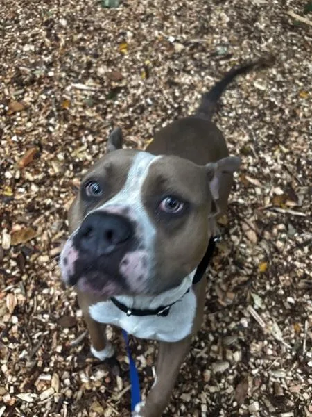 An adult large-sized male Pit Bull Terrier dog named Scooby for adoption in Stratham, NH