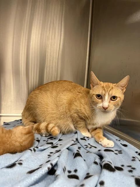A young small-sized female Domestic Short Hair cat named Daffodil for adoption in Indianapolis, IN