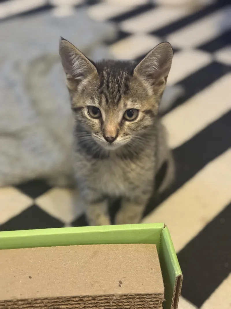 A baby small-sized female Calico Domestic Short Hair cat named Dandelion for adoption in Davis, CA