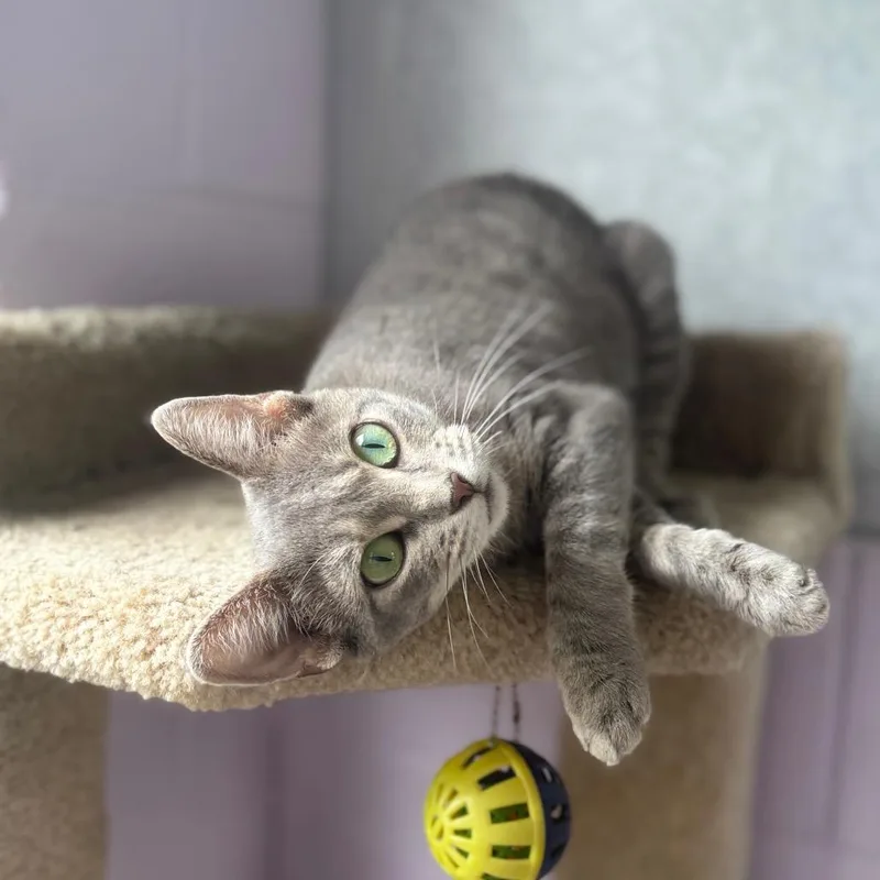 An adult medium-sized female Gray / Blue / Silver Domestic Short Hair cat named Monique for adoption in Marshalltown, IA