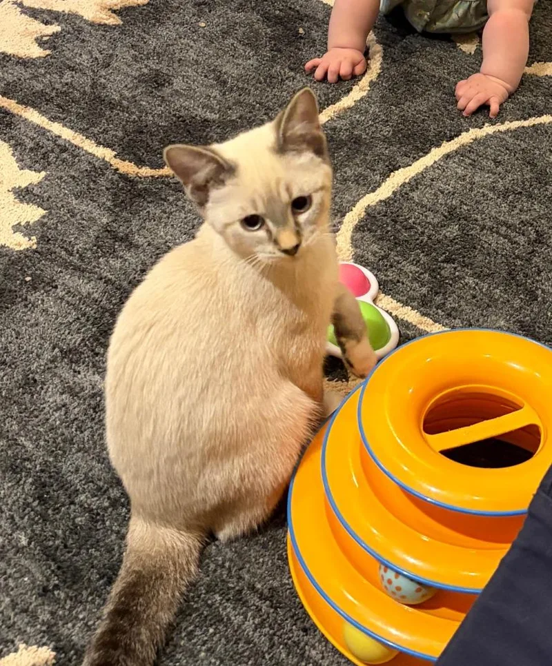 A baby small-sized female Domestic Short Hair cat named Cheese No Longer for adoption in Minneapolis, MN