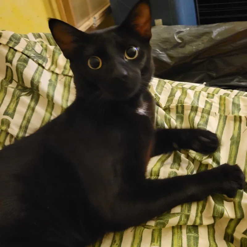 A young large-sized male Domestic Short Hair cat named James for adoption in Boston, MA