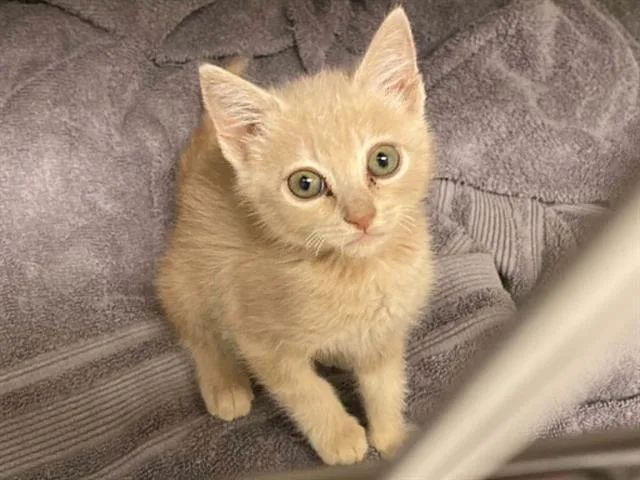 A baby small-sized female Domestic Short Hair cat named Kiara for adoption in Tustin, CA