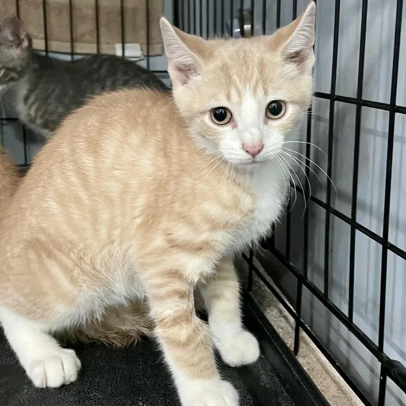 A baby small-sized male Orange / Red Domestic Short Hair cat named Aristotle for adoption in Fairmont, WV