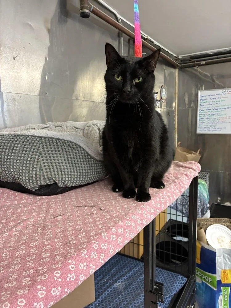 An adult large-sized male Black Bombay cat named Mr. Jett for adoption in Randolph, MA