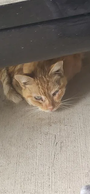 An adult small-sized male Domestic Short Hair cat named Mango for adoption in San Antonio, TX