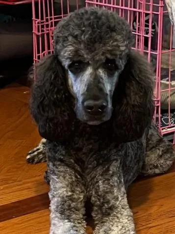 A young large-sized male Poodle dog named Buddy for adoption in Chicago, IL