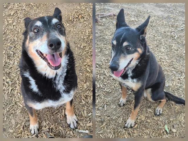 A senior medium-sized female Australian Cattle Dog / Blue Heeler dog named Daisy for adoption in Albuquerque, NM