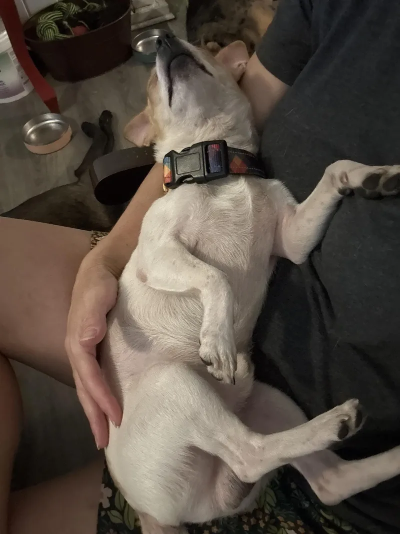An adult small-sized male Apricot / Beige Chihuahua dog named Scuttle for adoption in Folkston, GA