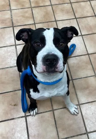 An adult large-sized male Pit Bull Terrier dog named Maxwell for adoption in Indianapolis, IN