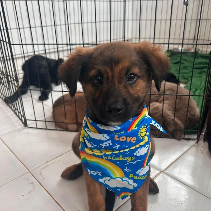 A baby small-sized male Brindle Boxer dog named Cinco for adoption in San Juan, PR