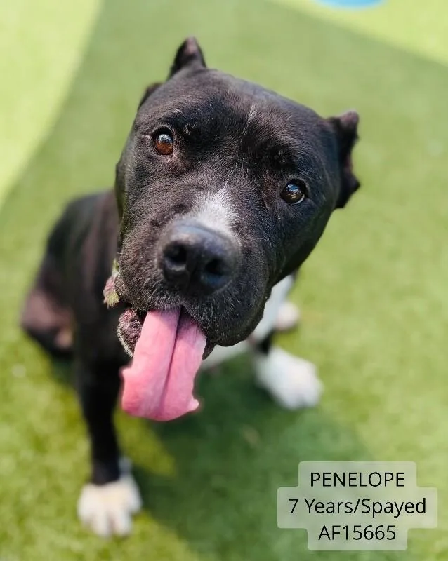 Penelope