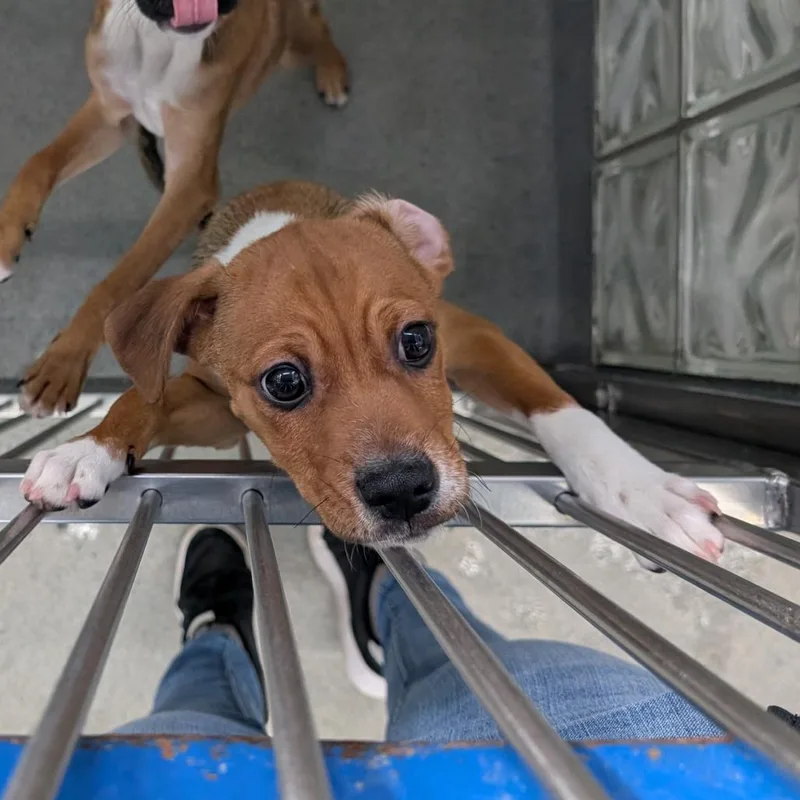 A baby medium-sized male Brown / Chocolate Mixed Breed dog named Malachi for adoption in Pittsburgh, PA
