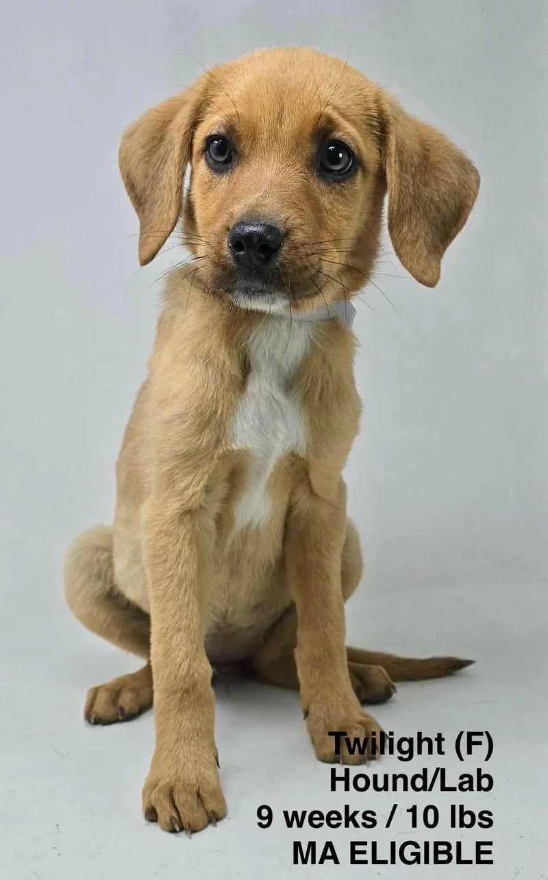 A young large-sized female Redbone Coonhound dog named Twilight for adoption in Pomfret Center, CT