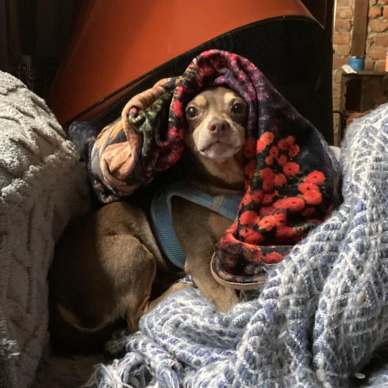 Slippers thumbnail 2