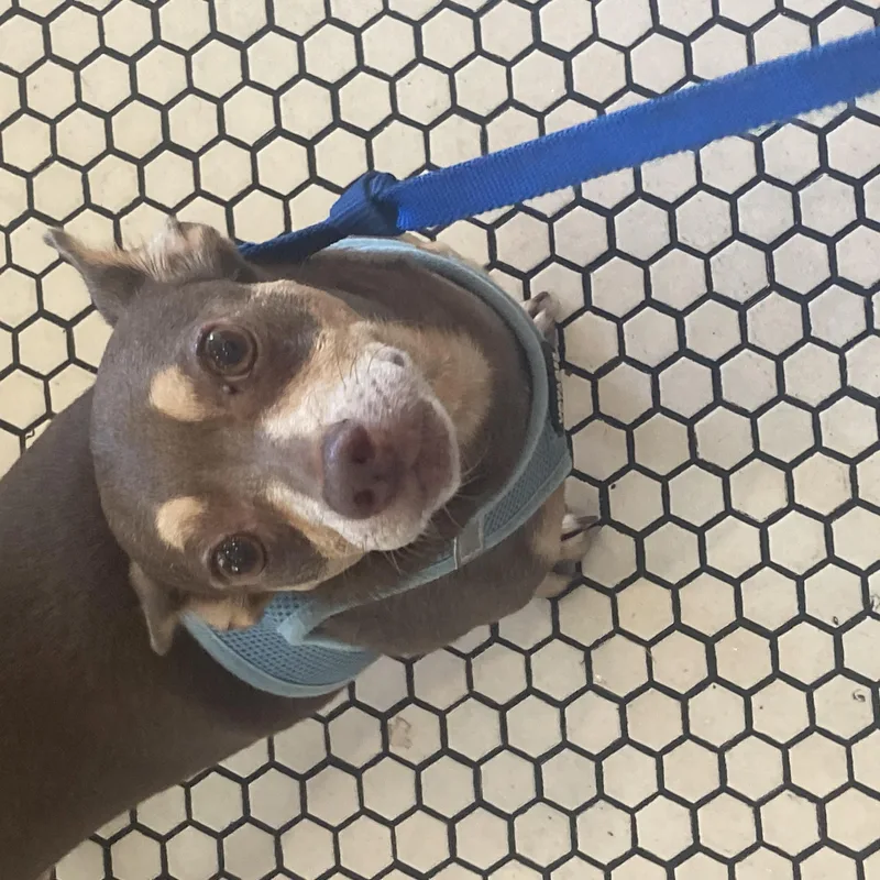 Slippers thumbnail 3