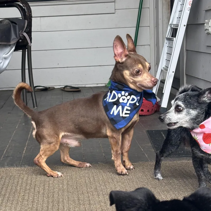 Slippers thumbnail 4