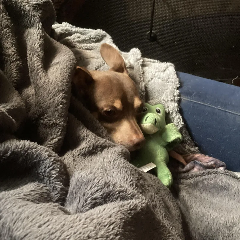 Slippers thumbnail 5