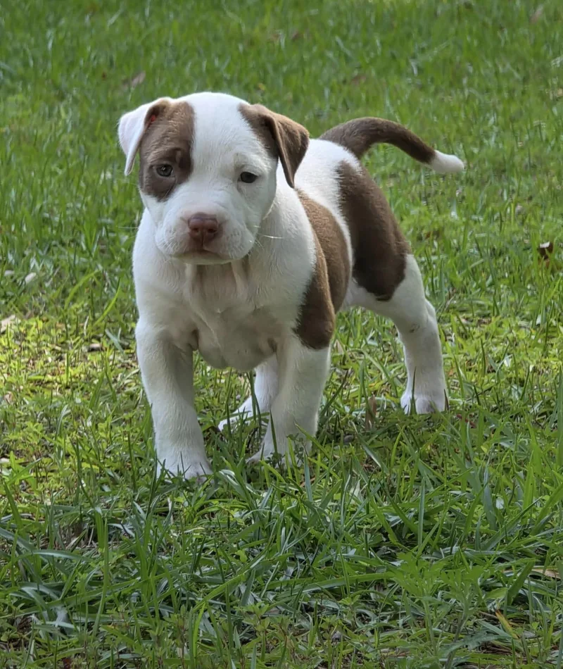 A baby medium-sized female White / Cream Pit Bull Terrier dog named Violet for adoption in Semmes, AL