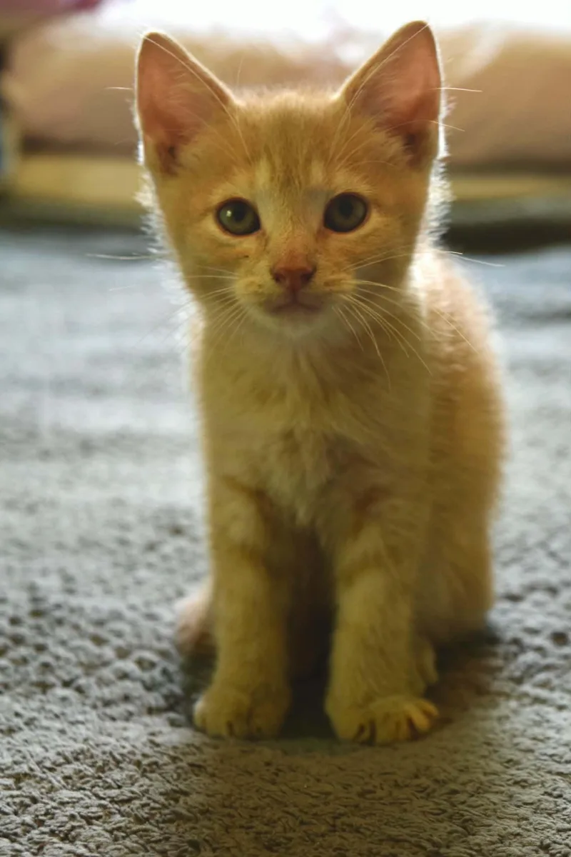 A baby medium-sized male Tabby (Orange / Red) Domestic Short Hair cat named Frankie for adoption in Muncie, IN