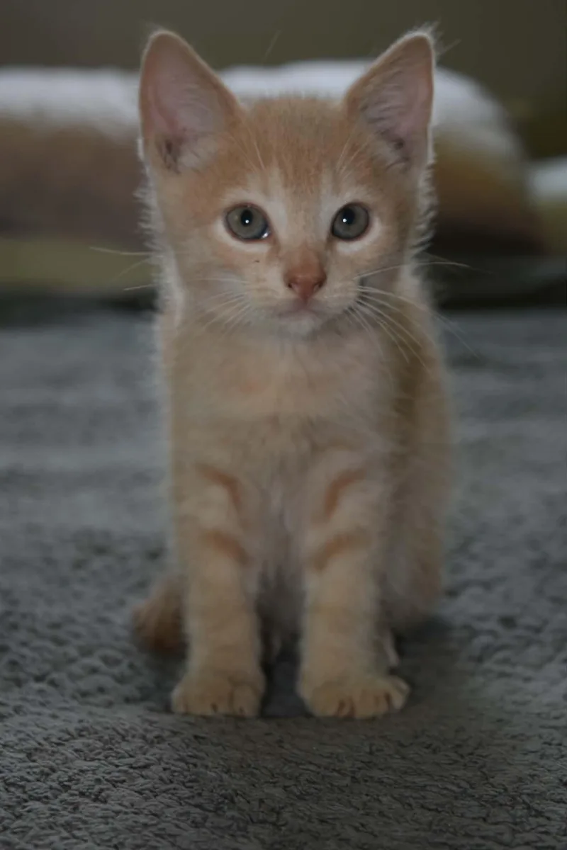 Frankie thumbnail 2