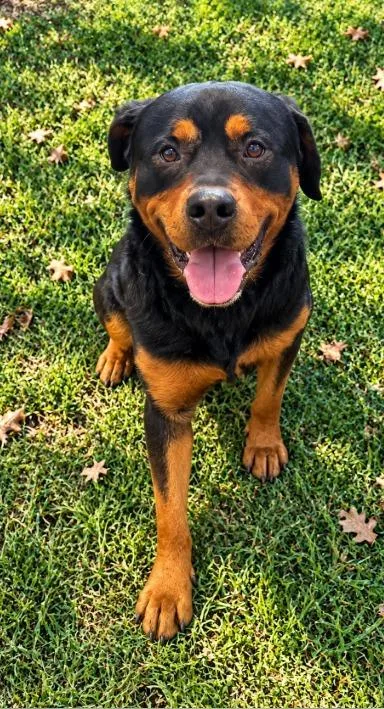A young large-sized male Rottweiler dog named Enrico for adoption in Lagrange, IN
