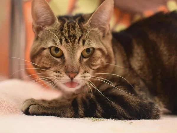 A young small-sized male Domestic Short Hair cat named Hermen for adoption in Portland, OR