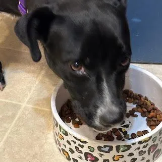 A young medium-sized female Black Pit Bull Terrier dog named Ruby for adoption in South Elgin, IL