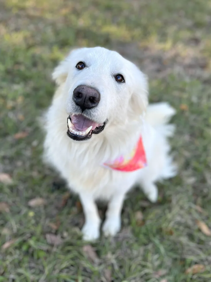 Brie thumbnail 4