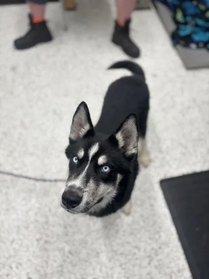 A young medium-sized male Mixed Breed dog named Tarquin for adoption in Atlanta, GA