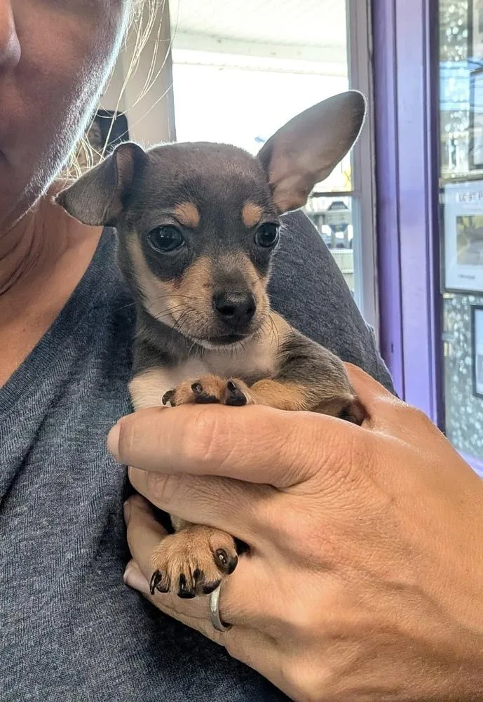 A baby small-sized male Chihuahua dog named Astro for adoption in Mooresville, NC